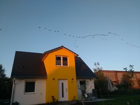 Boiensdorf Salzhaff Kraniche im Herbst